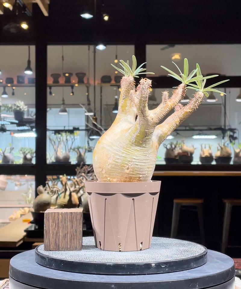 25.パキポディウム グラキリス