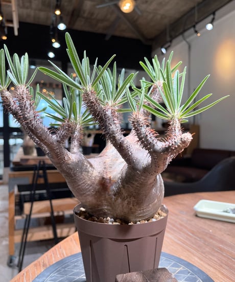 パキポディウム グラキリス　Pachypodium gracilius 　発根済　(gk-405)