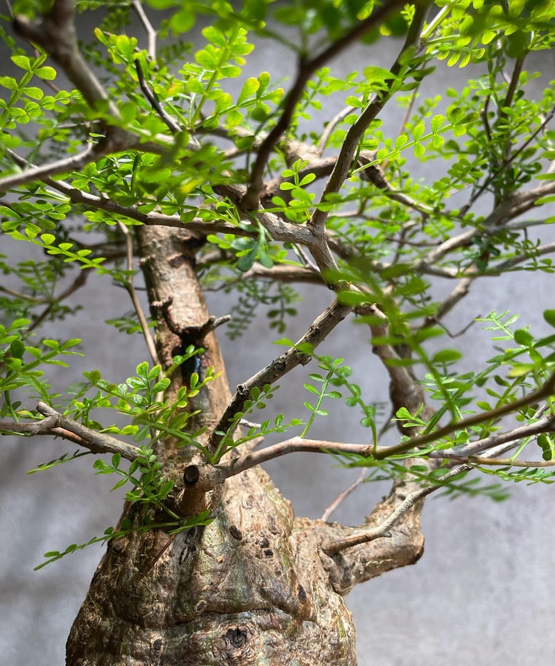 ペルクリカリア・パキプス（パキプス）現地株｜発根済・極上株・鉢のまま発送 発根済みパキプス🌿 DM販売受付いたします！ オペルクリカリア