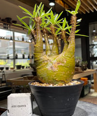 パキポディウム グラキリス　Pachypodium gracilius 　発根済　(gk-473)