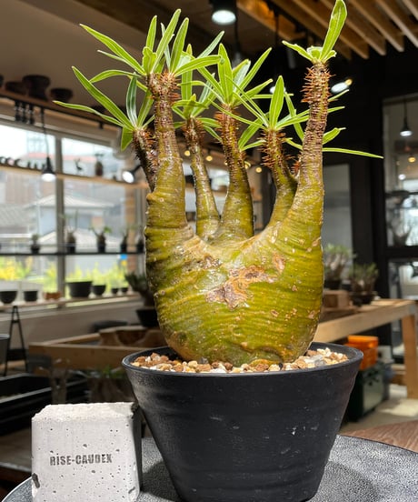 特価‼️グラギリス　コレクション株　コーデックス早い物勝ち‼️ 特価‼️グラギリス コレクション株 コーデックス早い物勝ち