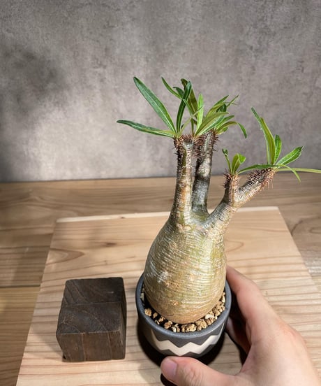 パキポディウム グラキリス　Pachypodium gracilius 　発根済　(商品番号gk-83valiem)  VALIEM 　(VALIEMタグ付き)