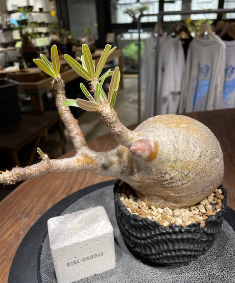 パキポディウム グラキリス　Pachypodium gracilius 　発根済　(gk-437)dip鉢