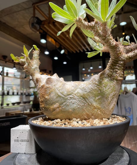 CATEGORY Pachypodium gracilius(パキポディウム グラキリス) | CATEGORY Pachypodium gracilius(パキポディウム グラキリス) |