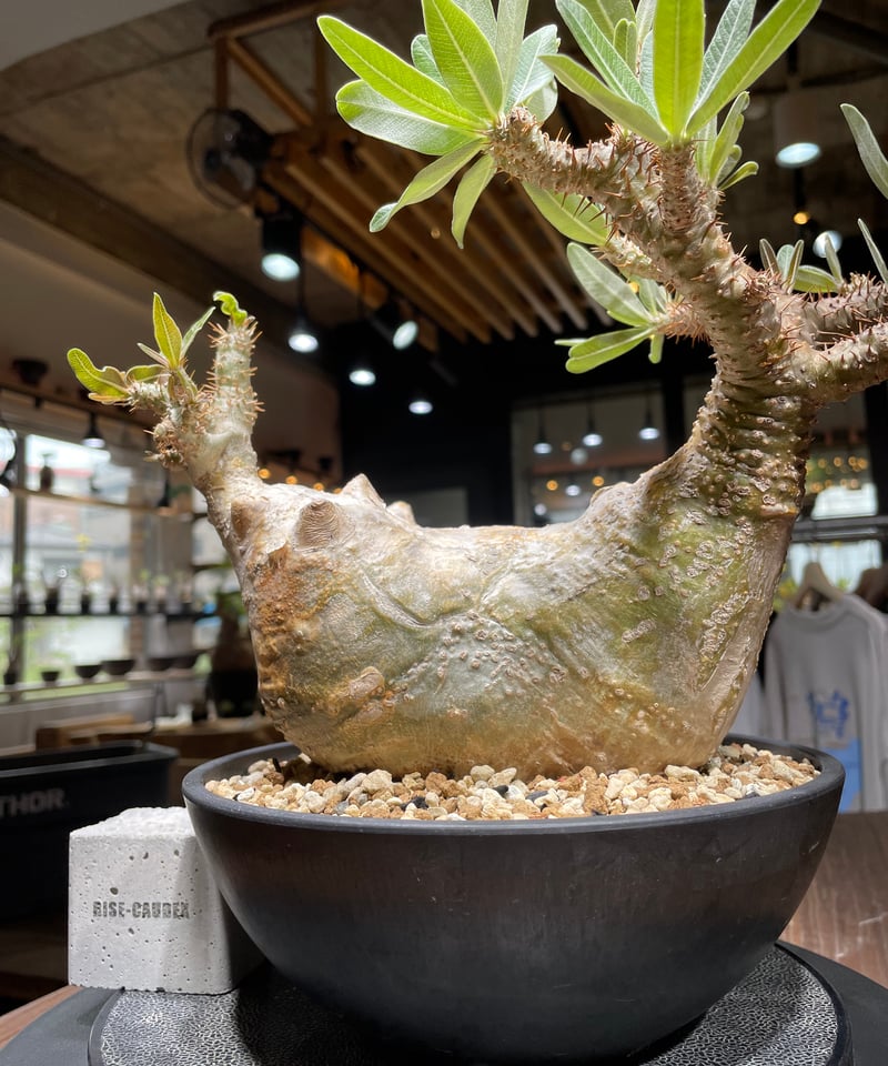 パキポディウム グラキリス Pachypodium gracilius 発根済 (gk-44