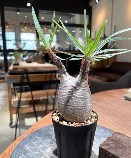 パキポディウム グラキリス　Pachypodium gracilius 　発根済　(gk-376)