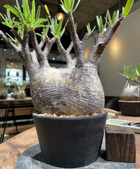 パキポディウム グラキリス　Pachypodium gracilius 　発根済　(gk-368)