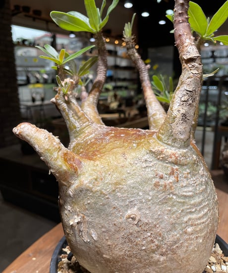 パキポディウム グラキリス　Pachypodium gracilius 　発根済　(gk-464)
