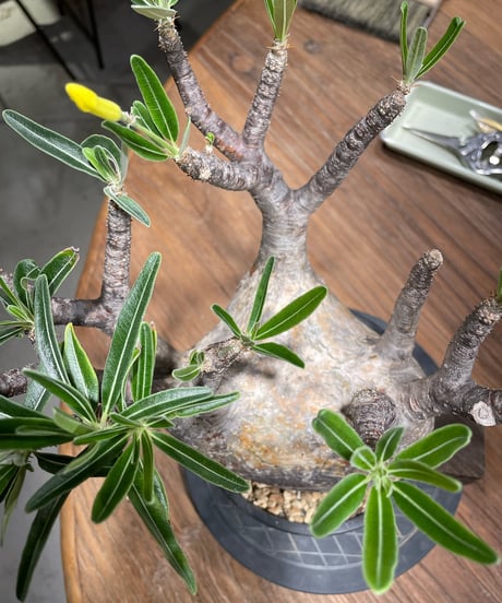 パキポディウム グラキリス　Pachypodium gracilius 　発根済　(gk-368)