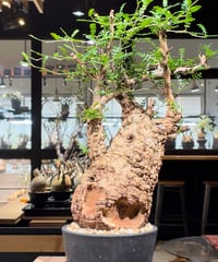 オペルクリカリア パキプス／Operculicarya pachypus 発根済 (商品番号P