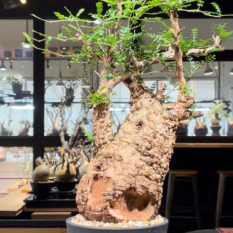 姫野翔太 | STORES 姫野翔太 | STORES