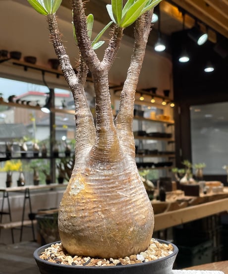 パキポディウム グラキリス　Pachypodium gracilius 　発根済　(gk-453）