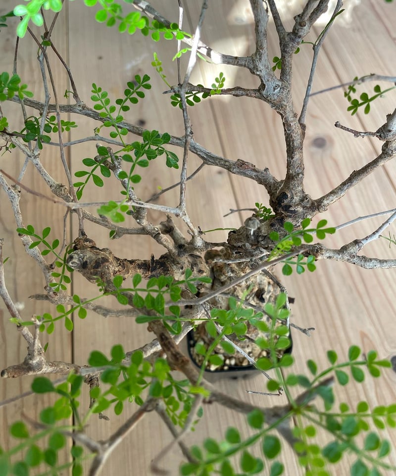 オペルクリカリア パキプス／Operculicarya pachypus 発根済 手乗りサイ