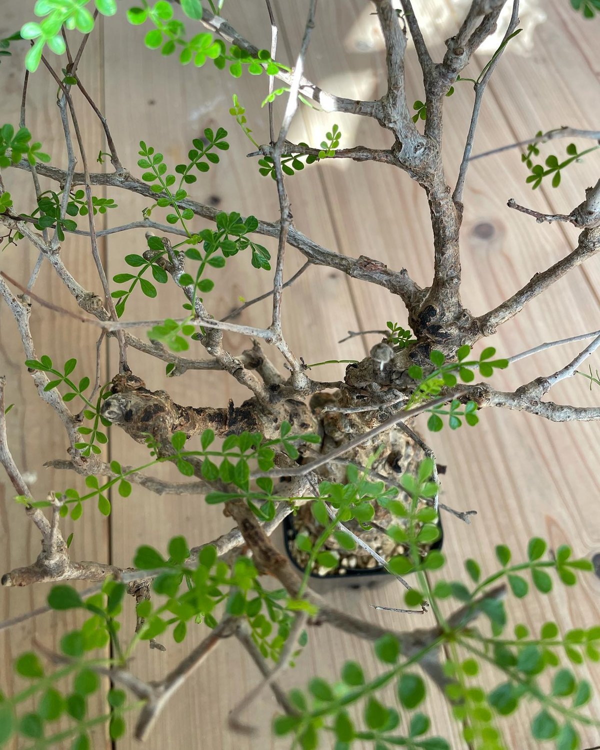 オペルクリカリア パキプス／Operculicarya pachypus 発根済 手乗りサイ