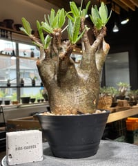 パキポディウム グラキリス　Pachypodium gracilius 　発根済　(gk-543)