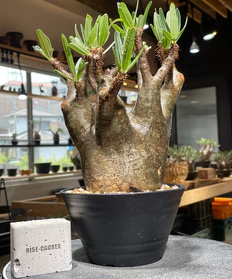 CATEGORY Pachypodium gracilius(パキポディウム グラキリス) |