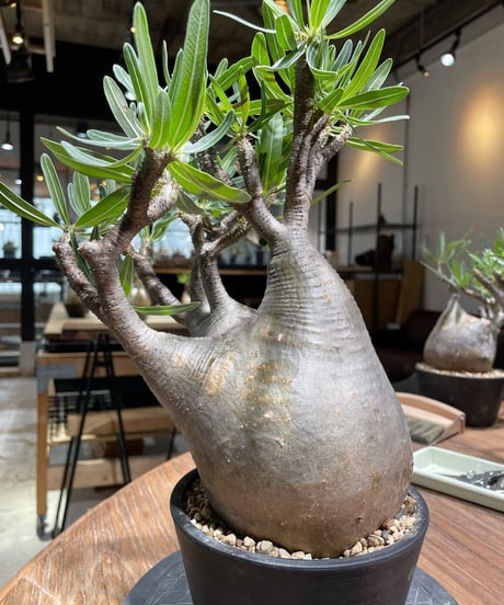 パキポディウム グラキリス　Pachypodium gracilius 　発根済　(gk-367)