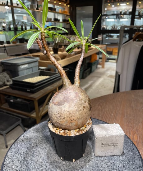 パキポディウム グラキリス　Pachypodium gracilius 　発根済　(gk-522）