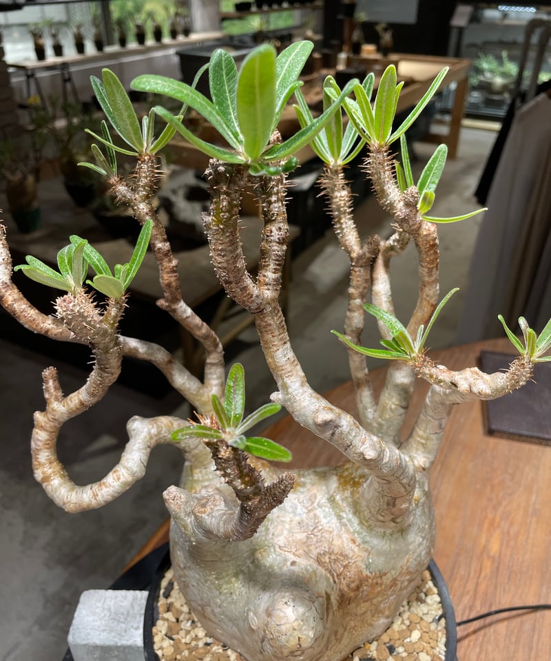 パキポディウム グラキリス Pachypodium gracilius 発根済 (gk-47
