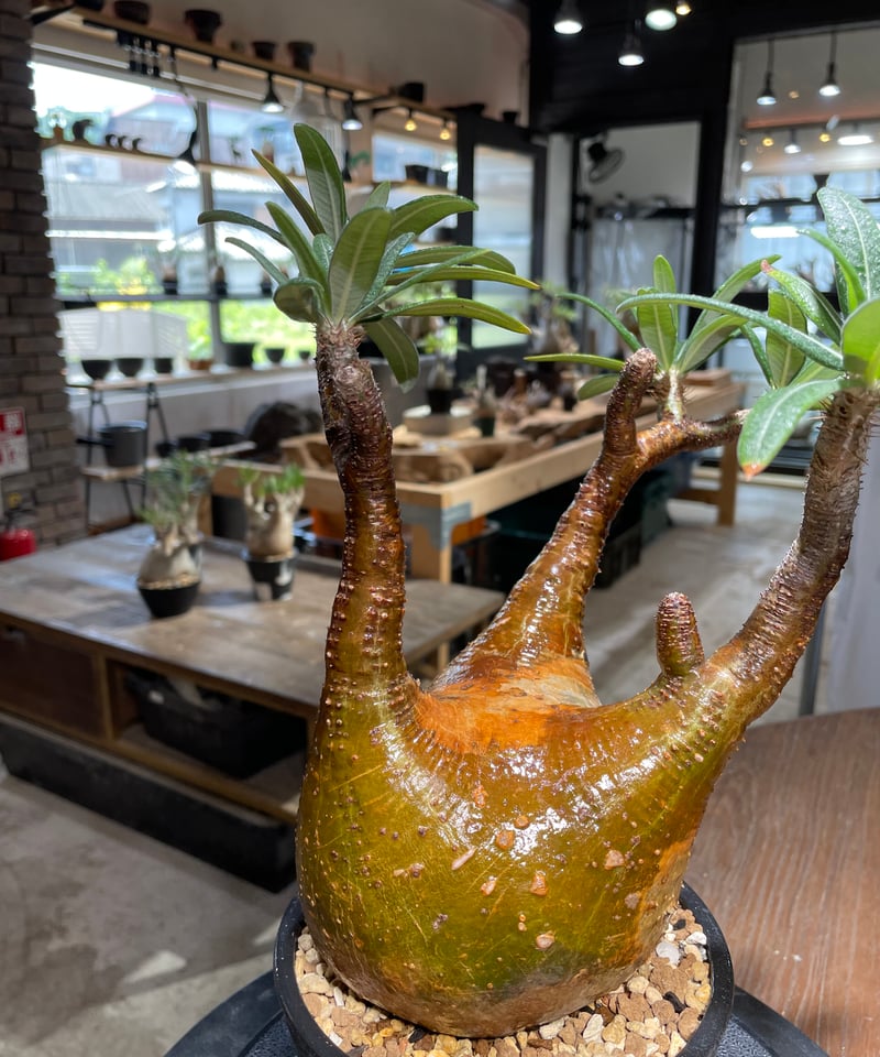 パキポディウム グラキリス Pachypodium gracilius 発根済 (gk-48