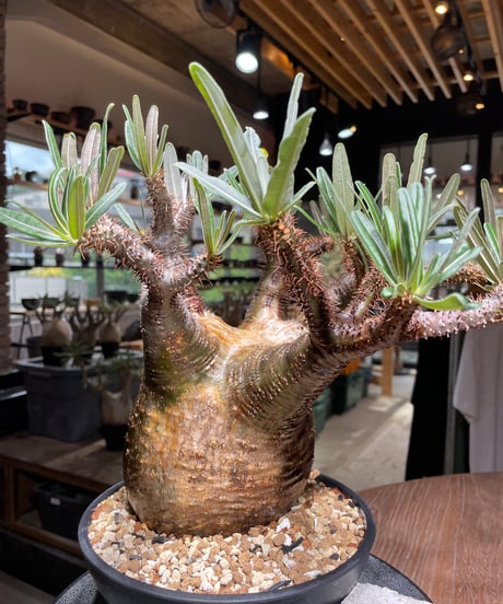パキポディウム グラキリス　Pachypodium gracilius 　発根済　(gk-537)