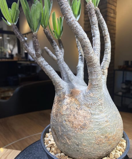 パキポディウム グラキリス　Pachypodium gracilius 　発根済　(商品番号gk-175)