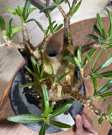 パキポディウム グラキリス　Pachypodium gracilius 　発根済　(gk-546)（鉢：RAVOR　M）