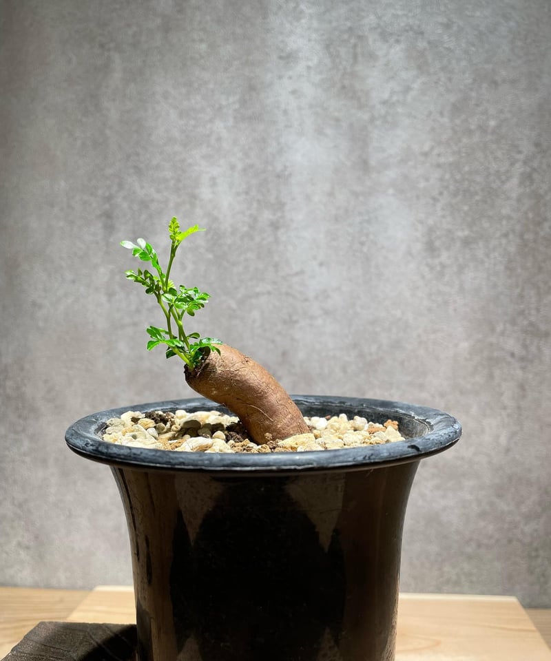 オペルクリカリア パキプス 根差し (商品番号PP-57) | RISE-CAUDEX ONL