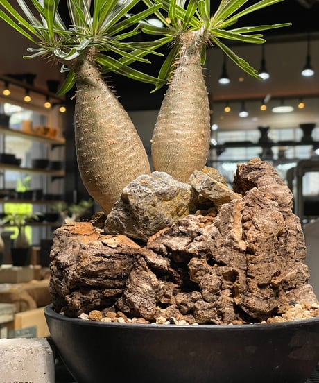 パキポディウム グラキリス　2頭　Pachypodium gracilius 　発根済　(gk-507）