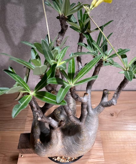 パキポディウム グラキリス　Pachypodium gracilius 　発根済　(商品番号gk-96)