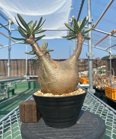 パキポディウム グラキリス　Pachypodium gracilius 　発根済　(商品番号gk-141)