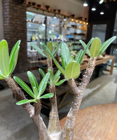 パキポディウム グラキリス　Pachypodium gracilius 　発根済　(gk-453）