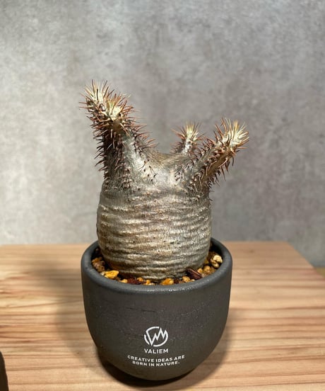 パキポディウム グラキリス　Pachypodium gracilius 　発根済　(商品番号gk-25valiem)  VALIEM 　BOWL　sizeXS　(VALIEM巾着、タグ付き)