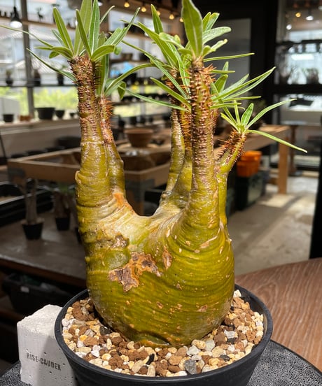 パキポディウム グラキリス　Pachypodium gracilius 　発根済　(gk-473)