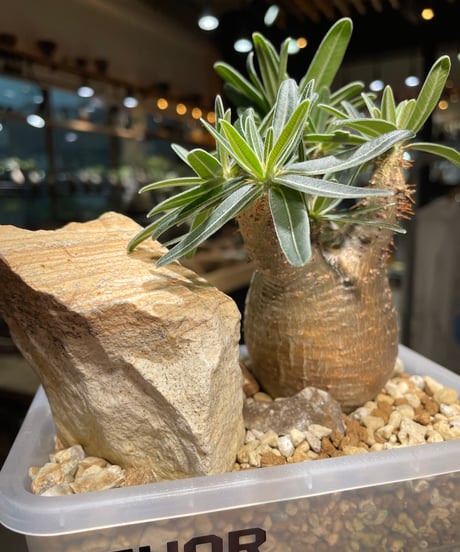 パキポディウム グラキリス　Pachypodium gracilius 　発根済　(gk-236)