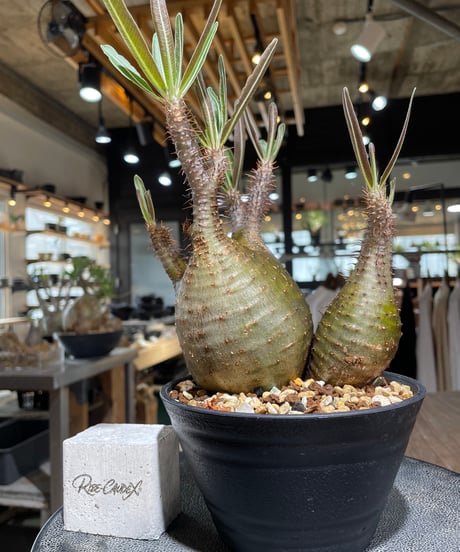 パキポディウム グラキリス　2頭　Pachypodium gracilius 　発根済　(gk-551)
