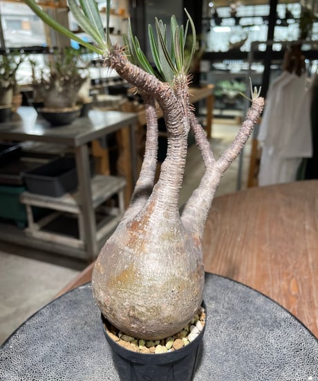 パキポディウム グラキリス　Pachypodium gracilius 　発根済　(gk-557)