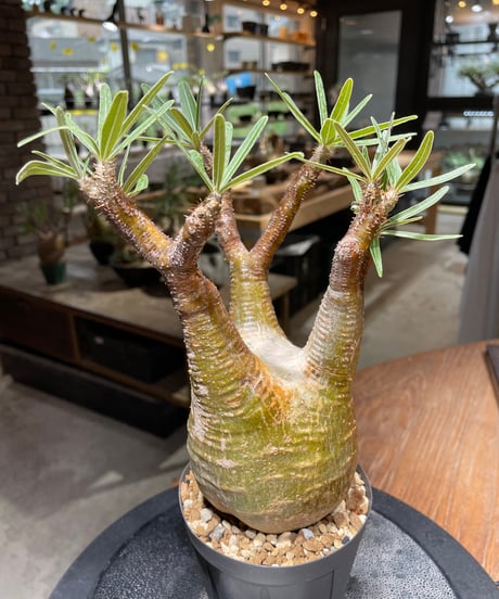 パキポディウム グラキリス　Pachypodium gracilius 　発根済　(gk-466)
