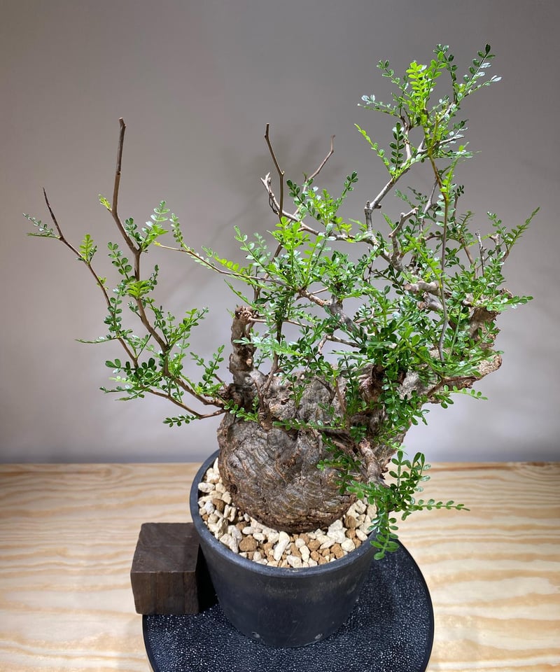 オペルクリカリア パキプス／Operculicarya pachypus 発根済 (商品番号P