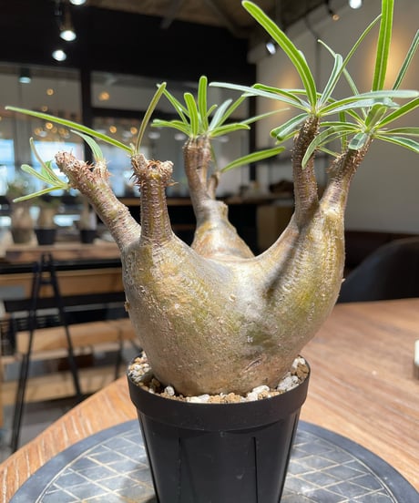 パキポディウム グラキリス　Pachypodium gracilius 　発根済　(gk-404)