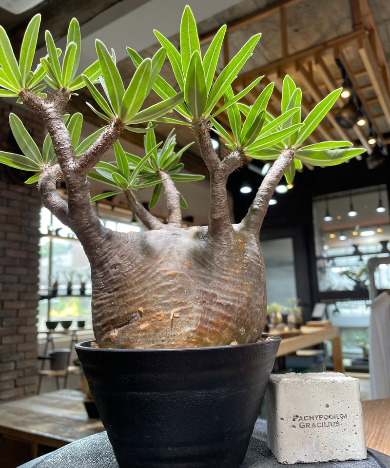 パキポディウム グラキリス Pachypodium gracilius ⑥ パキポディウム グラキリス Pachypodium gracilius 発根済 (gk-34