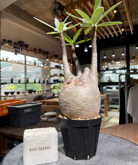 パキポディウム グラキリス　Pachypodium gracilius 　発根済　(gk-525）