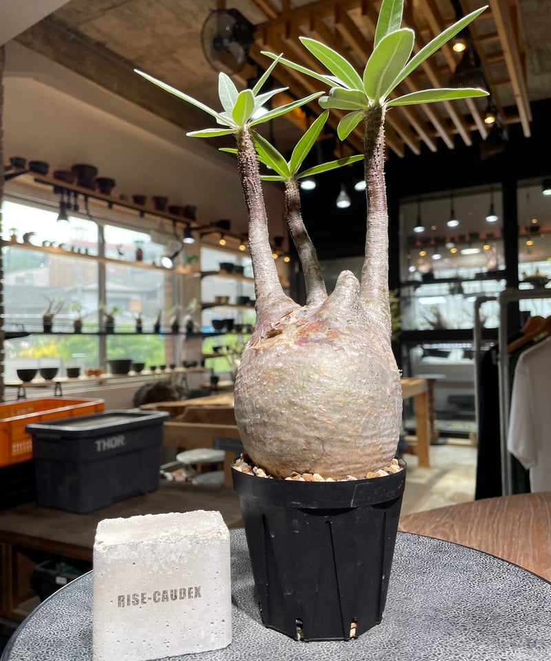 パキポディウム グラキリス Pachypodium gracilius 発根済 (gk-52