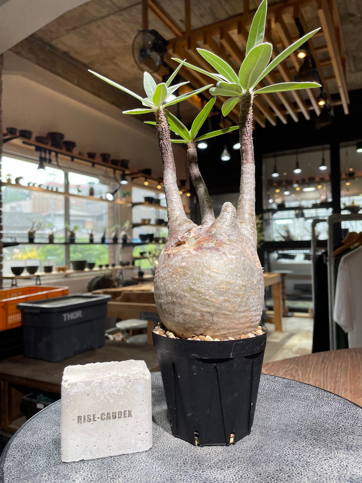 パキポディウム グラキリス Pachypodium gracilius 発根済 (gk-52