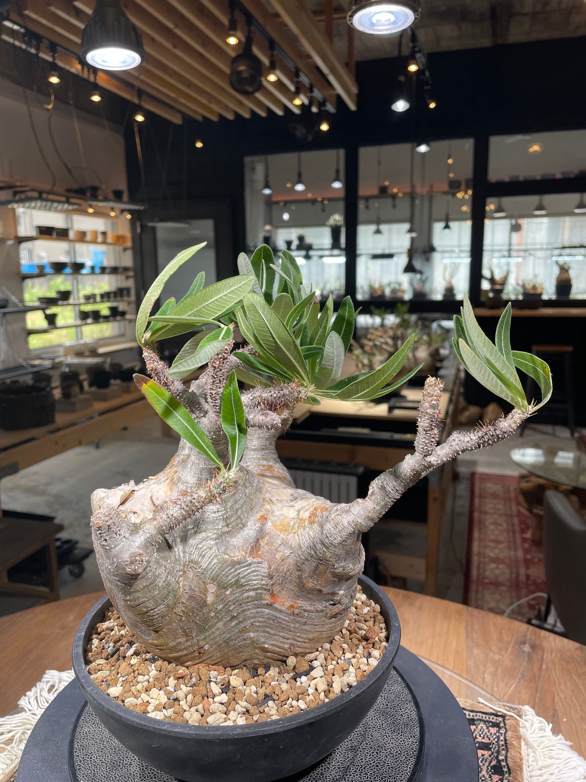 GIRUVI Pachypodium Gracilius グラキリス GIRUVI Pachypodium