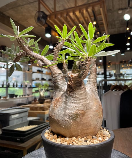 パキポディウム グラキリス　Pachypodium gracilius 　発根済　(gk-520）