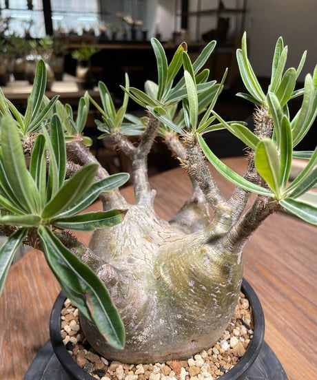 パキポディウム グラキリス　Pachypodium gracilius 　発根済　(gk-365)