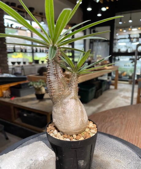 パキポディウム グラキリス　Pachypodium gracilius 　発根済　(gk-486)