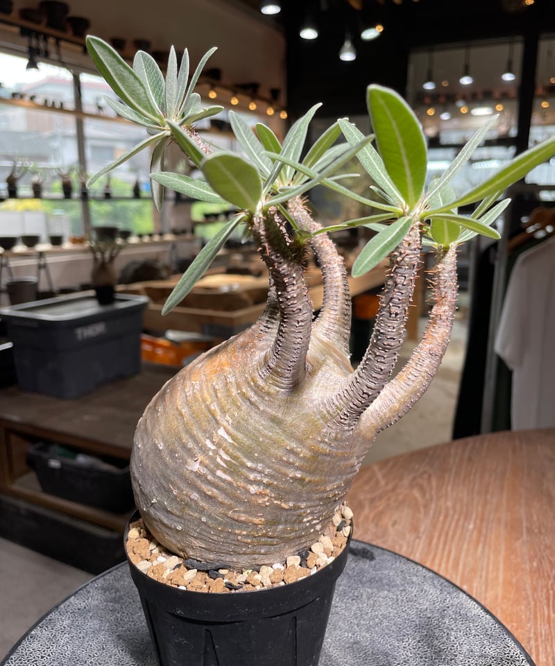 パキポディウム グラキリス Pachypodium gracilius 発根済 (gk-52