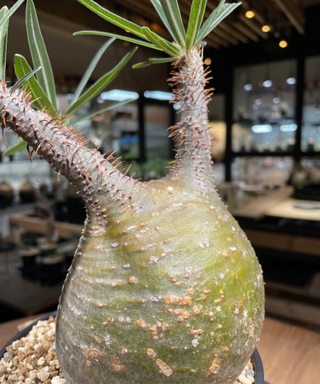 パキポディウム グラキリス　Pachypodium gracilius 　発根済　(gk-217)
